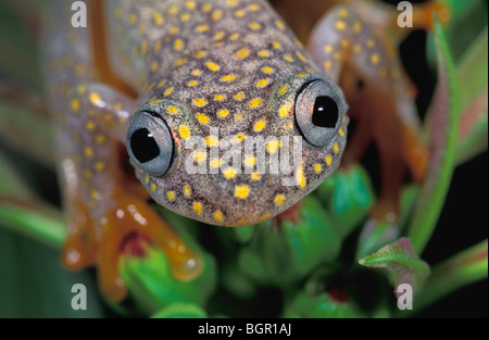 White Spotted Reed Frosch (Heterixalus Alboguttatus), Erwachsene, Ranomafana Nationalpark, Madagaskar Stockfoto