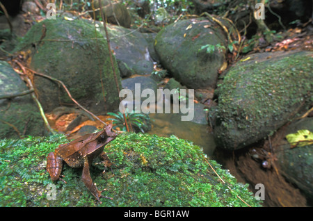 Langnasen-gehörnten Frosch (Megophrys Nasuta), Erwachsene sitzen auf Felsen entlang Stream, Gunung Gading NP, Sarawak, Borneo, Malaysia Stockfoto