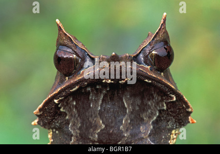 Langnasen-gehörnten Frosch (Megophrys Nasuta), Erwachsene, Gunung Gading Nationalpark, Sarawak, Borneo, Malaysia Stockfoto