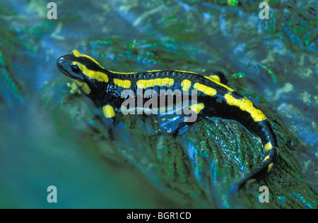 Feuersalamander (Salamandra Salamandra Terrestris), Erwachsene an Flüssen, Schweiz Stockfoto