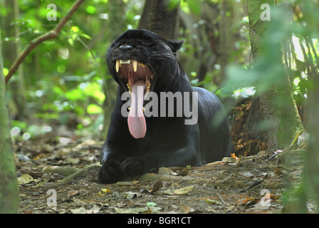 Black Jaguar oder Panther (Panthera Onca), Erwachsene Gähnen, Belize Stockfoto
