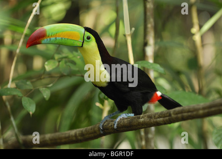 Kiel-billed Toucan (Ramphastos Sulfuratus), Erwachsene, Belize Stockfoto