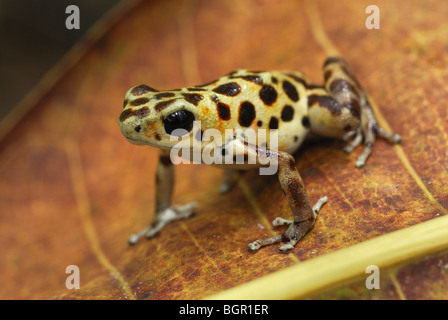 Strawberry Poison Frog (Dendrobates Pumilio), Erwachsene, Bastimentos Nationalpark, Bocas del Toro, Panama Stockfoto