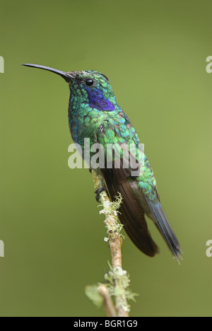 Grünes violett-Ohr Kolibri (Colibri Thalassinus), Erwachsene thront, Cierro La Muerte, Costa Rica Stockfoto