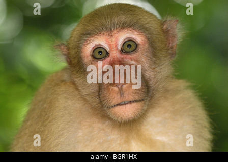 Assamesisch Makaken (Macaca Assamensis), Erwachsene, Erawan National Park, Thailand Stockfoto