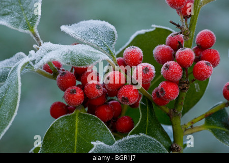 Holly Beeren Ilex Aquifolium bedeckt mit Raureif, Midwinter, Dorset. Stockfoto