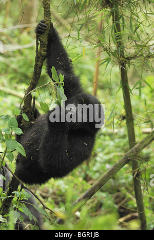 Berggorillas (Gorilla Beringei Beringei), junger Zweig, Volcanoes-Nationalpark, Ruanda hängend Stockfoto