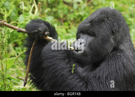 Berggorillas (Gorilla Beringei Beringei), Silverback Essen, Volcanoes-Nationalpark, Ruanda Stockfoto