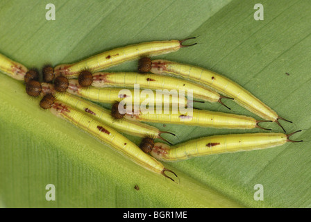 Eule Schmetterling (Caligo Memnon), Raupen, Kolumbien Stockfoto