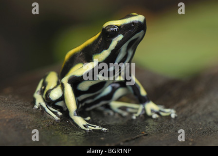 Färben von Poison Frog (Dendrobates Tinctorius), Erwachsene, Cauca, Kolumbien Stockfoto