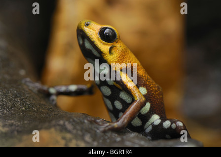 Poison Frog (Ranitomeya), Erwachsene, Depart. Cundinamarca, Kolumbien Stockfoto