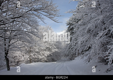 Ein Wald im Schnee, zentralen Balkan Nationalpark, Winter, Bulgarien Stockfoto