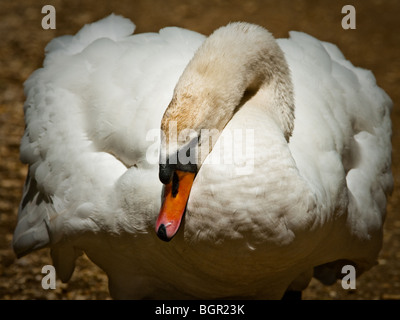 Schwan, zeigen aggression Stockfoto