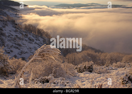 Zentralen Balkan Nationalpark, Winter, Bulgarien Stockfoto