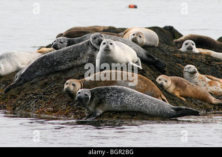 Welpen - junge Seehunde Sonnen auf einem Felsvorsprung in der östlichen Bucht, Down East Maine zu versiegeln Stockfoto