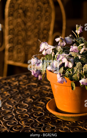 Viola Rocky lila Swirl in einem Terrakotta-Topf im Freien in den frost Stockfoto