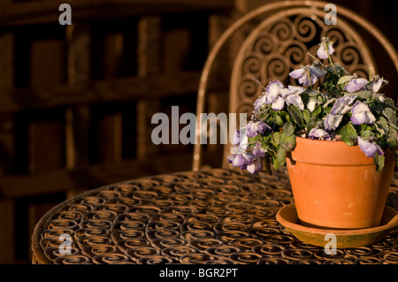 Viola Rocky lila Swirl in einem Terrakotta-Topf im Freien in den frost Stockfoto