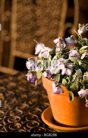 Viola Rocky lila Swirl in einem Terrakotta-Topf im Freien in den frost Stockfoto