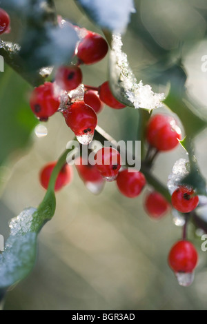 Holly Früchte oder Beeren (Ilex Aquifolium). Schneeschmelze. Stockfoto