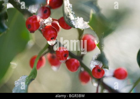 Stechpalme (Ilex Aquifolium). Früchte oder Beeren. Schneeschmelze. Stockfoto