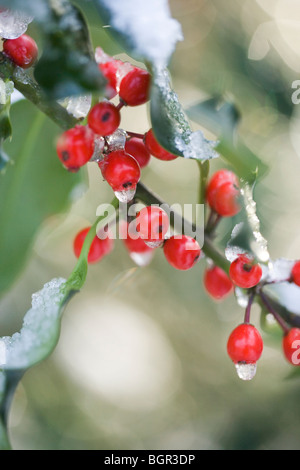 Stechpalme (Ilex Aquifolium). Früchte oder Beeren. Schneeschmelze. Stockfoto