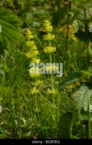 Crosswort, Cruciata laevipes Stockfoto