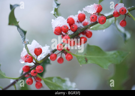 Stechpalme (Ilex Aquifolium). Früchte oder Beeren. Schneeschmelze. Stockfoto