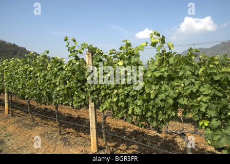 GranMonte Estate, Asoke Tal, Khao Yai, Thailand. Stockfoto