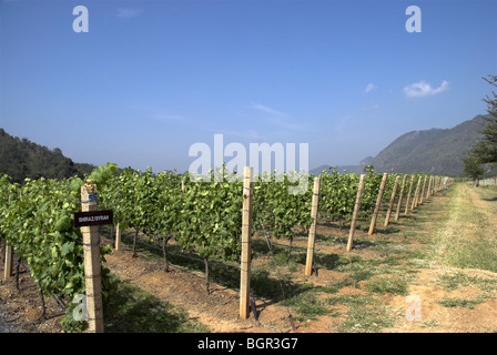 GranMonte Estate, Asoke Tal, Khao Yai, Thailand. Stockfoto