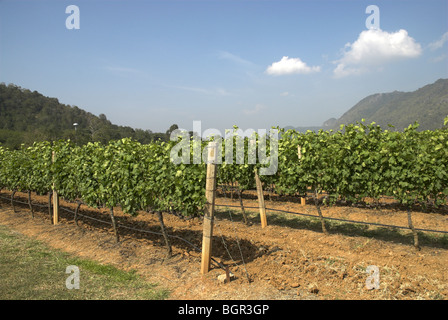 GranMonte Estate, Asoke Tal, Khao Yai, Thailand. Stockfoto