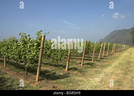 GranMonte Estate, Asoke Tal, Khao Yai, Thailand. Stockfoto