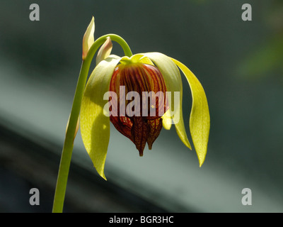 California Pitcher Plant oder Cobra Lily, Darlingtonia californica Stockfoto