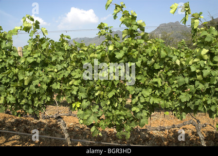 GranMonte Estate, Asoke Tal, Khao Yai, Thailand. Stockfoto