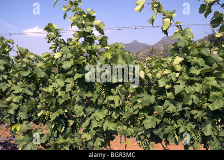 GranMonte Estate, Asoke Tal, Khao Yai, Thailand. Stockfoto