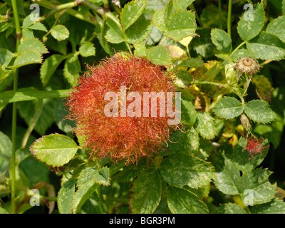 Bedeguar Gall oder Robins Nadelkissen, Diplolepis rosae Stockfoto