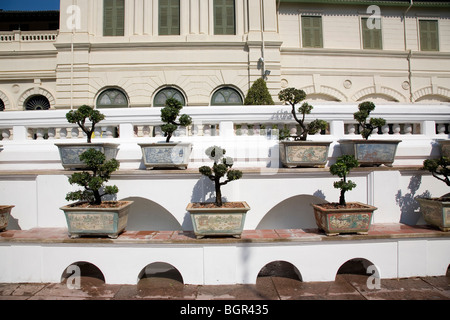 Grand Palace-Bonsai-Bäume Stockfoto