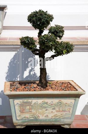 Grand Palace-Bonsai-Bäume Stockfoto