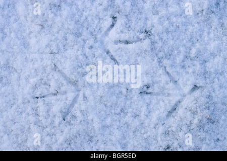 Teichhuhn (Gallinula Chloropus). Fußabdrücke, gehen links und rechts, in der kürzlich gefallene Schnee auf zugefrorenen Teich. Stockfoto