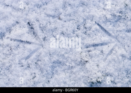 Teichhuhn (Gallinula Chloropus). Präsenz in kürzlich gefallene Schnee auf zugefrorenen Teich. Stockfoto