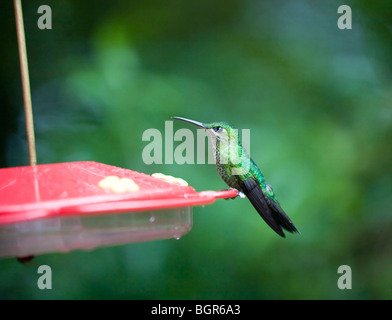 Die grün-gekrönter brillant (Heliodoxa Jacula) tritt aus der Karibik Neigung des Costa Rica südwärts in Ecuador. Stockfoto