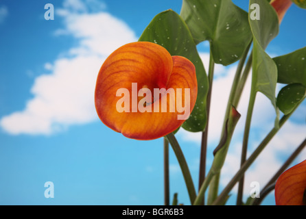 Calla Lilie Pflanze auf blau bewölktem Himmelshintergrund Stockfoto