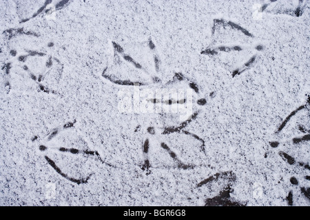 Stockente (Anas Platyrhynchos). Fussspuren im Licht fällt der Schnee auf Eis. Stockfoto