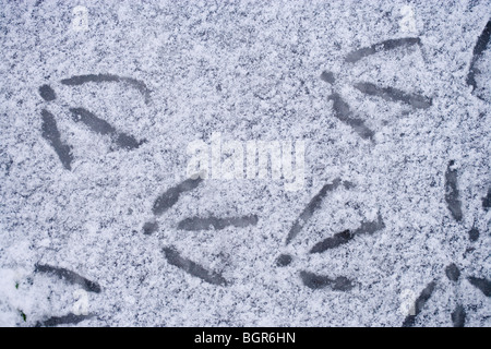 Stockente (Anas platyrhynchos), Fuß Ausdrucke in einer Schnee auf der Eisfläche. Stockfoto