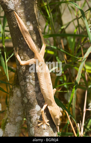 Uroplatus Lineatus, Madagaskar Stockfoto