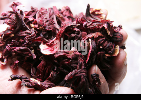 Roselle, Hibiscus Sabdariffa. Sehr häufig in Mexiko, um frisches Wasser zu bereiten. Stockfoto