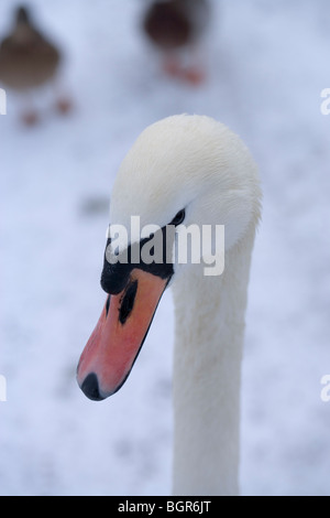 Höckerschwan (Cygnus Olor). Erwachsener, Kopf. Hinweis Rechnung Farbe. Stockfoto