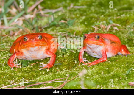 Tomato Frösche (Dyscophus Antongilii), Madagaskar Stockfoto