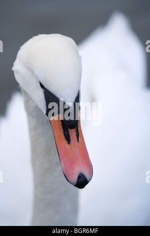 Höckerschwan (Cygnus Olor). Erwachsener, Kopf. Hinweis Rechnung Farbe. Stockfoto