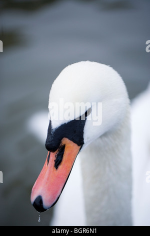 Höckerschwan (Cygnus Olor). Erwachsener, Kopf. Hinweis Rechnung Farbe. Stockfoto