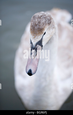 Höckerschwan (Cygnus Olor). Juvenile oder unreifen Vogel. Ersten Winter. Stockfoto